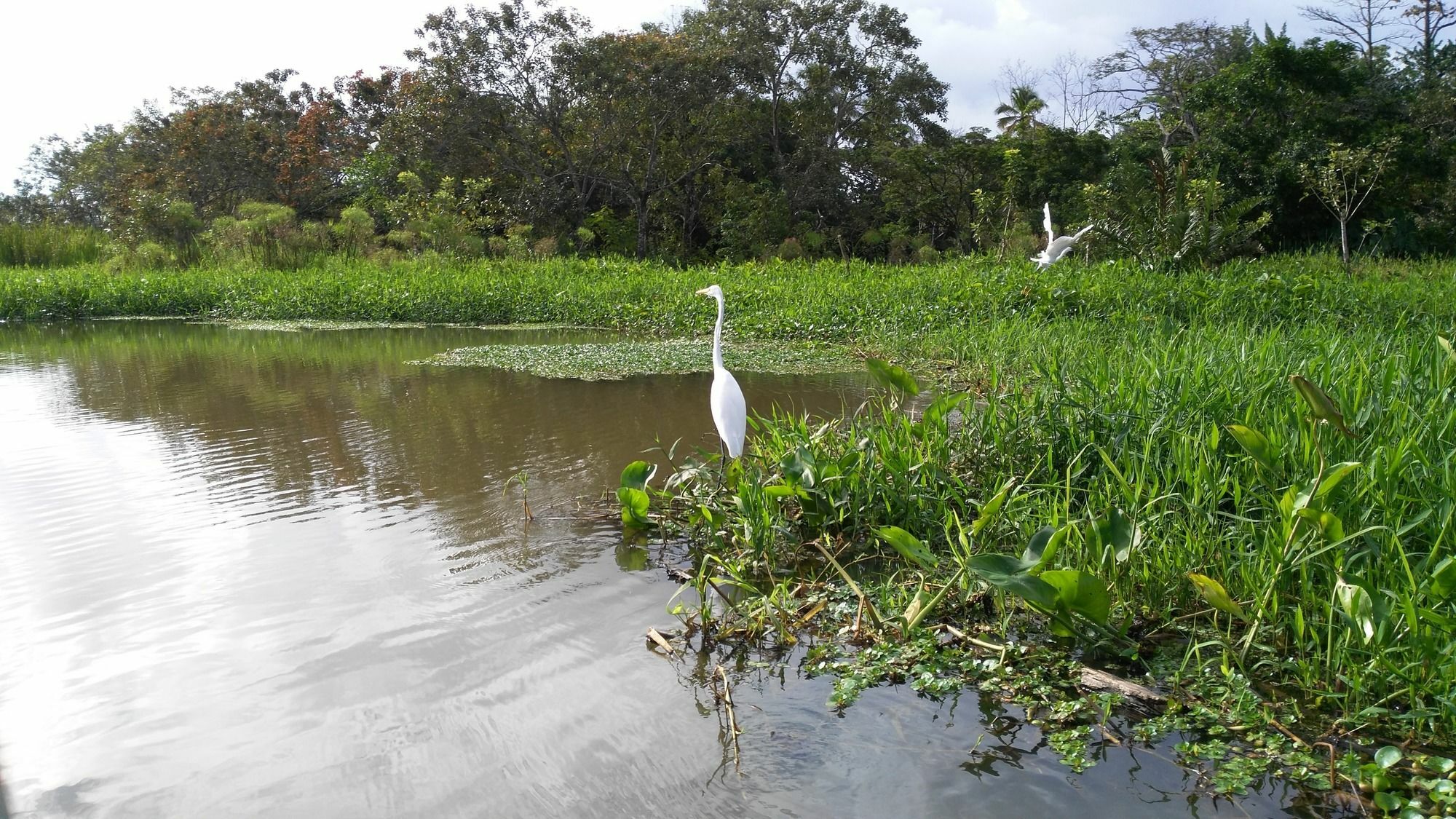 Lirio Lodge Barra de Pacuare Eksteriør bilde